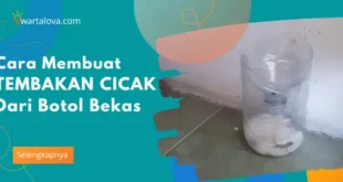 Cara Membuat Jebakan Cicak Dari Botol Bekas