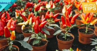 Cara Menanam Cabe Dengan 12 Langkah Mudah