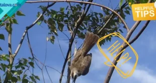 Jebakan Burung - Mengenal Jenis-jenis Jebakan Burung dan Dampaknya pada Lingkungan