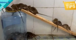 Jebakan Tikus Solusi Ampuh Mengatasi Masalah Tikus di Rumah