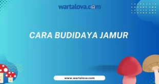 Cara Budidaya Jamur