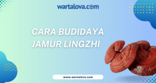 Cara Budidaya Jamur Lingzhi