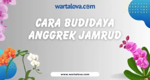 Cara budidaya anggrek jamrud