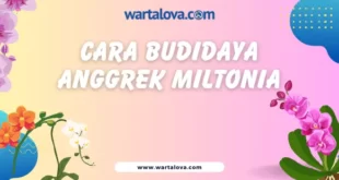 cara budidaya anggrek miltonia