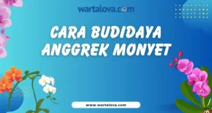 Cara budidaya anggrek monyet,