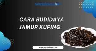 Cara budidaya jamur Kuping