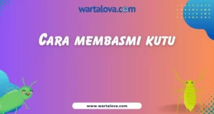 Cara membasmi kutu