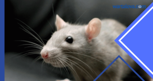 Jenis-Jenis Jebakan Tikus