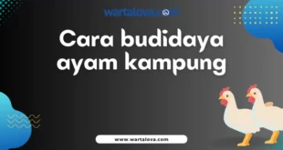 Cara Budidaya Ayam Kampung