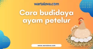cara budidaya ayam petelur