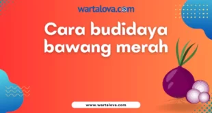 Cara budidaya bawang merah