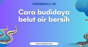 cara budidaya belut air bersih