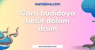 cara budidaya belut dalam drum