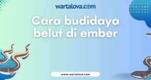 cara budidaya belut di ember