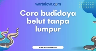 Cara Membudidayakan Belut Tanpa Lumpur