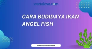 Cara Budidaya Ikan Angelfish