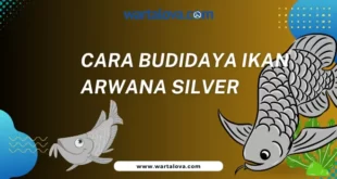 cara budidaya ikan arwana silver