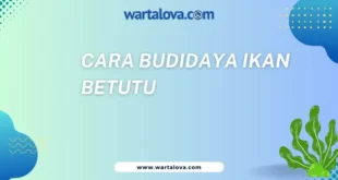 Cara Budidaya Ikan Betutu