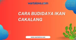 Cara budidaya ikan cakalang