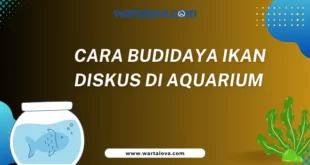 Cara Budidaya Ikan Discus di Akuarium