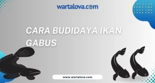 cara budidaya ikan gabus