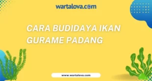 cara budidaya ikan gurame padang