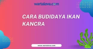 Cara Budidaya Ikan Kancra