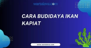 Cara Budidaya Ikan Kapiat