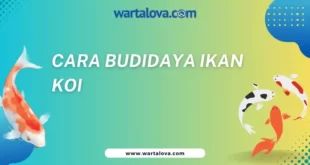 Cara budidaya ikan koi