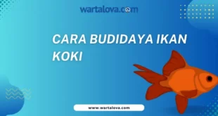 Cara Budidaya Ikan Koki
