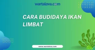 Cara Budidaya Ikan Limbat