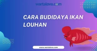cara budidaya ikan Louhan
