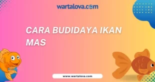 Cara Budidaya Ikan Mas