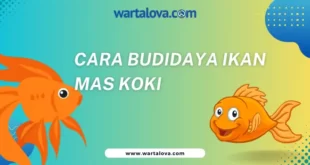 cara budidaya ikan mas koki