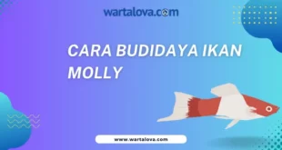 Cara budidaya ikan molly