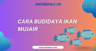 Cara Budidaya Ikan Mujair