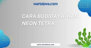 Cara Budidaya Ikan Neon Tetra