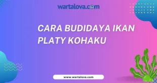 Cara Budidaya Ikan Platy Kohaku