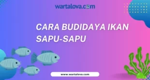 Cara Budidaya Ikan Sapu Sapu