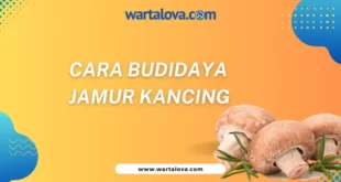 cara budidaya jamur kancing