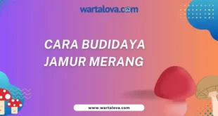 cara budidaya jamur merang