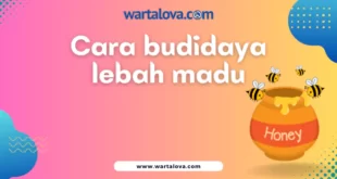 Cara Budidaya Lebah Madu