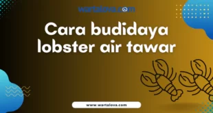 Cara Budidaya lobster air tawar