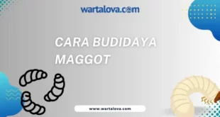 Cara Budidaya Maggot