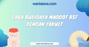 Cara Budidaya Maggot dengan Yakult