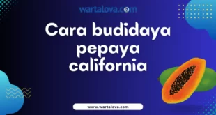Cara budidaya pepaya california