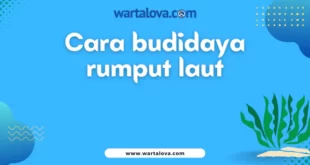 cara budidaya rumput laut