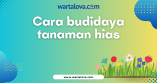 cara budidaya tanaman hias