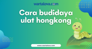 Cara Budidaya Ulat Hongkong