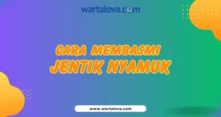 Cara membasmi jentik nyamuk